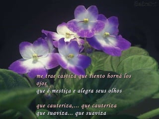 me trae castiza que siento horná los ojos que é mestiça e alegra seus olhos   que cauteriza,... que cauteriza que suaviza... que suaviza 