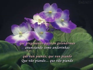 que pregonando parecen golondrinas anunciando como andorinhas   que van piando, que van piando Que vão piando... que vão piando 