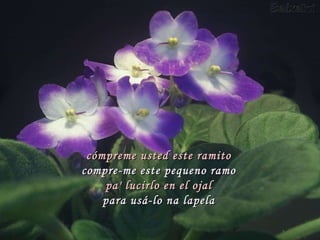 cómpreme usted este ramito compre-me este pequeno ramo pa' lucirlo en el ojal para usá-lo na lapela 