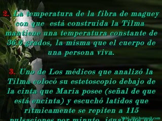 22.. LLaa tteemmppeerraattuurraa ddee llaa ffiibbrraa ddee mmaagguueeyy 
ccoonn qquuee eessttáá ccoonnssttrruuiiddaa llaa TTiillmmaa 
mmaannttiieennee uunnaa tteemmppeerraattuurraa ccoonnssttaannttee ddee 
3366..66 ggrraaddooss,, llaa mmiissmmaa qquuee eell ccuueerrppoo ddee 
uunnaa ppeerrssoonnaa vviivvaa.. 
33.. UUnnoo ddee LLooss mmééddiiccooss qquuee aannaalliizzóó llaa 
TTiillmmaa ccoollooccóó ssuu eesstteettoossccooppiioo ddeebbaajjoo ddee 
llaa cciinnttaa qquuee MMaarrííaa ppoosseeee ((sseeññaall ddee qquuee 
eessttáá eenncciinnttaa)) yy eessccuucchhóó llaattiiddooss qquuee 
rrííttmmiiccaammeennttee ssee rreeppiitteenn aa 111155 
YYeebbii__1100@@hhoottmmaaiill..ccoomm 
ppuullssaacciioonneess ppoorr mmiinnuuttoo,, iigguuaall qquuee uunn 
 