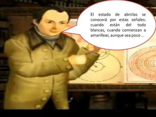 El estado de abrirlas se conocerá por estas señales: cuando están del todo blancas, cuando comienzan a amarillear, aunque sea poco …