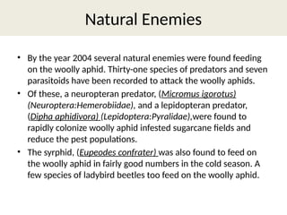 Infested Enemies lavish kumar ppt on the topic of parasitoid of sugarcane wooly aphids.pptx