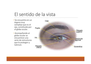 El sentido de la vista 
• Se encuentra en un 
órgano muy 
complejo que es el 
ojo, constituido por 
el globo ocular. 
• Acompañando al 
globo ocular se 
encuentran una 
serie de estructuras 
que lo protegen y 
lubrican. 
 