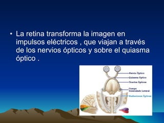 La retina transforma la imagen en impulsos eléctricos , que viajan a través de los nervios ópticos y sobre el quiasma óptico . 