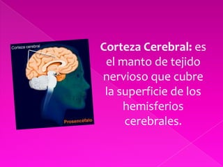 Corteza Cerebral: es el manto de tejido nervioso que cubre la superficie de los hemisferios cerebrales.