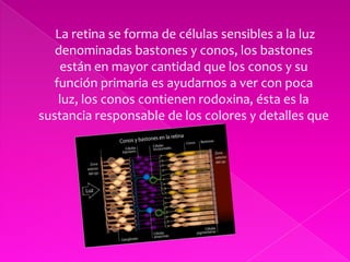       La retina se forma de células sensibles a la luz denominadas bastones y conos, los bastones están en mayor cantidad que los conos y su función primaria es ayudarnos a ver con poca luz, los conos contienen rodoxina, ésta es la sustancia responsable de los colores y detalles que vemos.