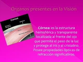 Órganos presentes en la VisiónCórnea: es la estructura hemisférica y transparente localizada al frente del ojo que permite el paso de la luz y protege al iris y al cristalino. Posee propiedades ópticas de refracción significativas.