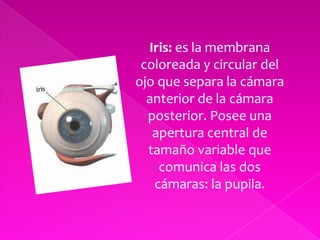 Iris: es la membrana coloreada y circular del ojo que separa la cámara anterior de la cámara posterior. Posee una apertura central de tamaño variable que comunica las dos cámaras: la pupila. 
