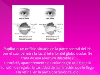 Pupila: es un orificio situado en la parte central del iris por el cual penetra la luz al interior del globo ocular. Se trata de una abertura dilatable y contráctil, aparentemente de color negro que tiene la función de regular la cantidad de iluminación que le llega a la retina, en la parte posterior del ojo.