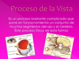 Proceso de la Vista    Es un proceso bastante complicado que pone en funcionamiento un conjunto de muchos segmentos del ojo y el cerebro. Éste proceso inicia de esta forma: