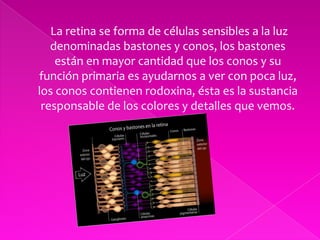      La retina se forma de células sensibles a la luz denominadas bastones y conos, los bastones están en mayor cantidad que los conos y su función primaria es ayudarnos a ver con poca luz, los conos contienen rodoxina, ésta es la sustancia responsable de los colores y detalles que vemos.