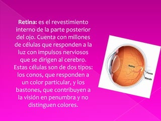 Retina: es el revestimiento interno de la parte posterior del ojo. Cuenta con millones de células que responden a la luz con impulsos nerviosos que se dirigen al cerebro. Estas células son de dos tipos: los conos, que responden a un color particular, y los bastones, que contribuyen a la visión en penumbra y no distinguen colores.