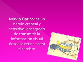 Nervio Óptico: es un nervio craneal y sensitivo, encargado de transmitir la información visual desde la retina hasta el cerebro.