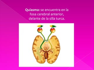Quiasma: se encuentra en la fosa cerebral anterior, delante de la silla turca.