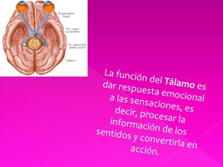 La función del Tálamoes dar respuesta emocional a las sensaciones, es decir, procesar la información de los sentidos y convertirla en acción. 
