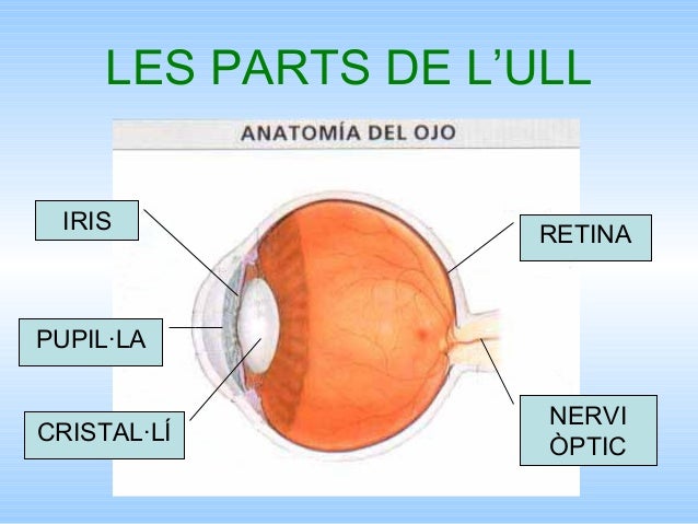 Resultado de imagen de anatomia de l'ull