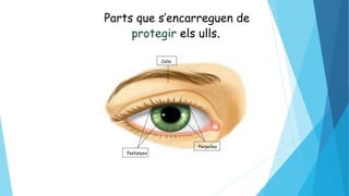 Cella
Pestanyes
Parpelles
Parts que s’encarreguen de
protegir els ulls.
 