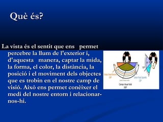 Què és?

La vista és el sentit que ens permet
  percebre la llum de l'exterior i,
  d'aquesta manera, captar la mida,
  la forma, el color, la distància, la
  posició i el moviment dels objectes
  que es trobin en el nostre camp de
  visió. Això ens permet conèixer el
  medi del nostre entorn i relacionar-
  nos-hi.
 