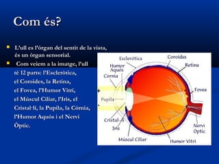 Com és?
   L’ull es l’òrgan del sentit de la vista,
    és un òrgan sensorial.
    Com veiem a la imatge, l’ull
    té 12 parts: l’Escleròtica,
    el Coroides, la Retina,
    el Fovea, l’Humor Vitri,
    el Múscul Ciliar, l’Iris, el
    Cristal·lí, la Pupila, la Córnia,
    l’Humor Aquós i el Nervi
    Òptic.
 