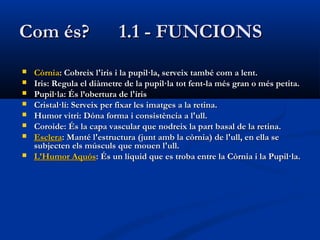 Com és?                    1.1 - FUNCIONS
   Còrnia: Cobreix l'iris i la pupil·la, serveix també com a lent.
   Iris: Regula el diàmetre de la pupil·la tot fent-la més gran o més petita.
   Pupil·la: És l’obertura de l'iris
   Cristal·lí: Serveix per fixar les imatges a la retina.
   Humor vitri: Dóna forma i consistència a l'ull.
   Coroide: És la capa vascular que nodreix la part basal de la retina.
   Esclera: Manté l'estructura (junt amb la còrnia) de l'ull, en ella se
    subjecten els músculs que mouen l'ull.
   L’Humor Aquós: És un líquid que es troba entre la Còrnia i la Pupil·la.
 