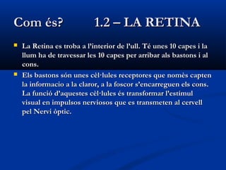 Com és?                     1.2 – LA RETINA
   La Retina es troba a l’interior de l’ull. Té unes 10 capes i la
    llum ha de travessar les 10 capes per arribar als bastons i al
    cons.
   Els bastons són unes cèl·lules receptores que nomès capten
    la informacio a la claror, a la foscor s’encarreguen els cons.
    La funció d’aquestes cèl·lules és transformar l’estímul
    visual en impulsos nerviosos que es transmeten al cervell
    pel Nervi òptic.
 
