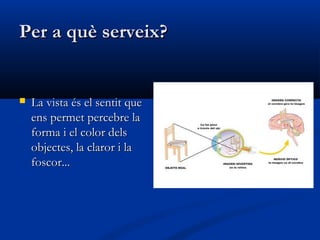 Per a què serveix?


   La vista és el sentit que
    ens permet percebre la
    forma i el color dels
    objectes, la claror i la
    foscor...
 