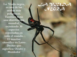 La Viuda negra,      LA VIUDA
    es una de las
     arañas más
                       NEGRA
     peligrosas.
  También tiene
 una distribución
      mundial,
   existiendo 30
      especies
   reportadas en
  todo el mundo.
     El nombre
científico es Latro
     Dectus que
significa: Oculto y
      Mordedor
 