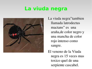 La viuda negra La viuda negra”tambien llamada latrodectus mactans” es  una araña,de color negro y una mancha de color rojo intenso como sangre. El veneno de la Viuda negra es 15 veces mas toxico quel de una serpiente cascabel. 