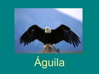 Águila