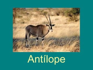 Antílope