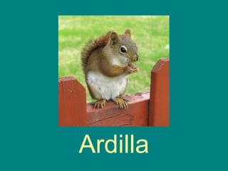 Ardilla
