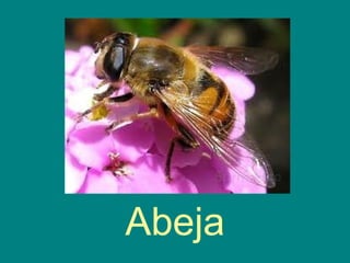 Abeja