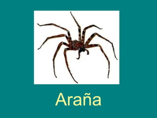 Araña