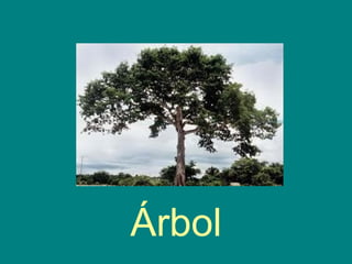Árbol