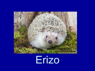 Erizo