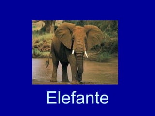 Elefante