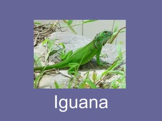 Iguana 