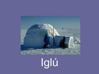 Iglú 