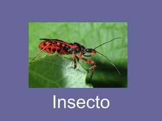 Insecto 