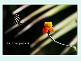 Gli   attimi più  bell i … 