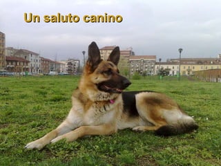 Un saluto canino  