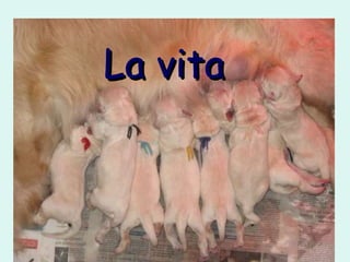 La vita 
