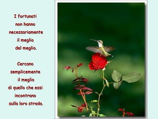 I fortunati  non hanno  necessariamente il meglio  del meglio. Cercano  semplicemente  il meglio di quello che essi  incontrano  sulla loro strada. 