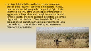 • La piaga biblica delle cavallette - o, per essere più
precisi, delle locuste - continua a minacciare l'Africa,
quattromila anni dopo quella che punì gli Egizi. Il sito
Internet della FAO offre una mappa continuamente
aggiornata sulla posizione di quegli immensi sciami di
famelici insetti, che sono capaci di devastare un campo
di grano in pochi minuti. Obiettivo della FAO è la
promozione di pratiche agricole più efficienti e la lotta
contro disastri naturali di vario tipo, attraverso una
maggiore informazione.
 