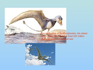 Reconstruction of Eudimorphodon, the oldest flying reptile ever found, it lived 220 million years ago next to a tropical sea 