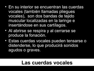 Las cuerdas vocales En su interior se encuentran las cuerdas vocales (también llamadas pliegues vocales),  son dos bandas de tejido muscular localizadas en la laringe e insertándose en sus cartílagos.  Al abrirse se respira y al cerrarse se produce la fonación.  Estas cuerdas vocales pueden tensarse o distenderse, lo que producirá sonidos agudos o graves.  