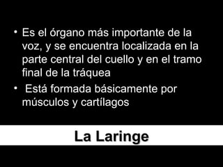 La Laringe Es el órgano más importante de la voz, y se encuentra localizada en la parte central del cuello y en el tramo final de la tráquea Está formada básicamente por músculos y cartílagos 