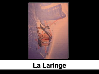 La Laringe 