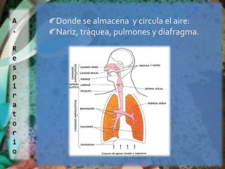 Aparato de Fonación