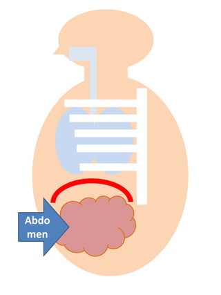 Abdo
men
 